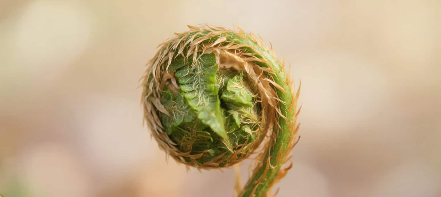 Tightly coiled fiddlehead fern representing gradual healing and progress with acupuncture — True to Life Wellness Freeport Maine