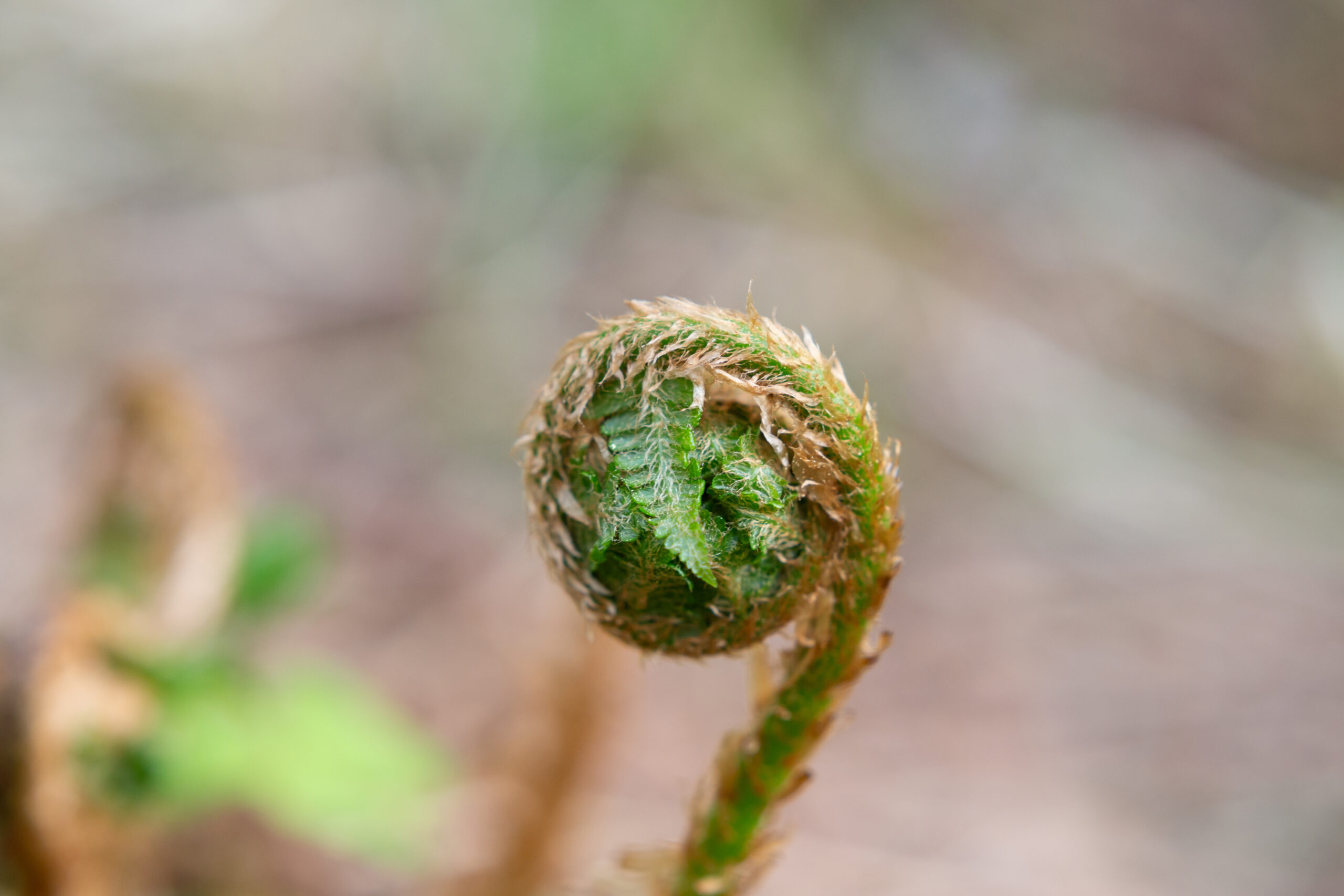 Unfolding potential and measuring progress with acupuncture