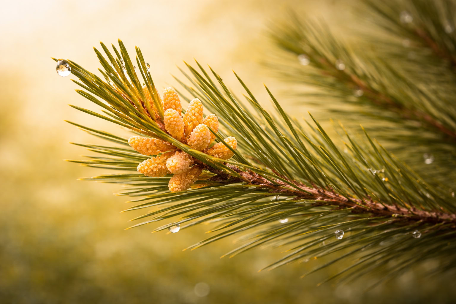Close-up of pine needles with morning dew on a Maine pine branch — precision and care in the natural world — True to Life Wellness Freeport Maine