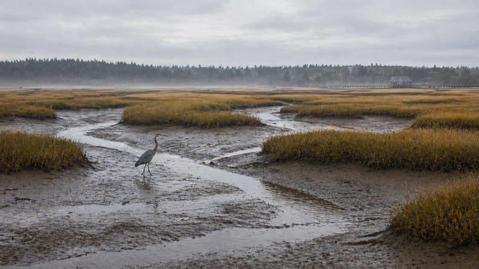 Salt marsh in coastal Maine at low tide with a great blue heron in a tidal channel. Adjunctive acupuncture and integrative cancer care at True to Life Wellness, Freeport, Maine.