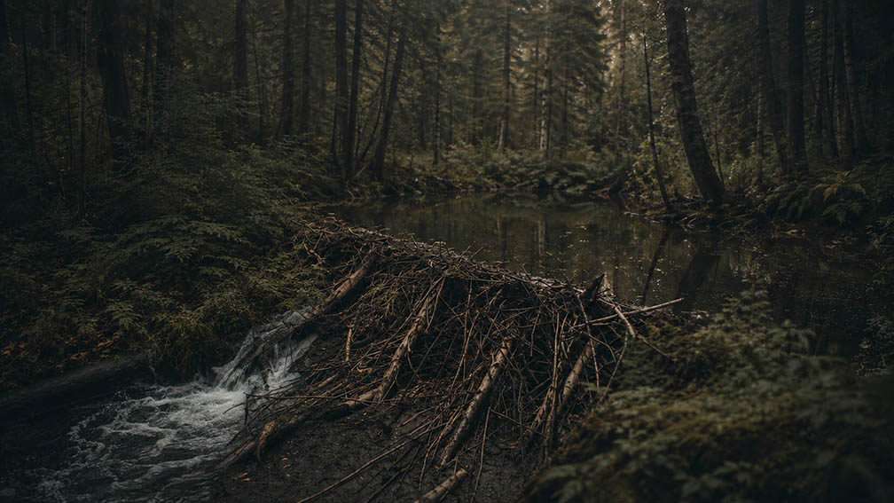A beaver dam of stacked branches blocking a forest stream, water breaking through on one side